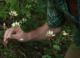Patrick Blanc showing the inflorescences of Bauhinia similis, Nui Chua NP, Vietnam, Nov. 2019