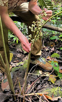 Patrick Blanc showing the infructescence of Phrynium cominsia, Ndabou, 500 m asl, Arfak Mts, West Papua, May 2025