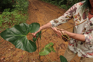 Patrick Blanc showing the leaf and infructescence of Cercestis blancii, Ebodjé, Campo, Cameroon, March 2018