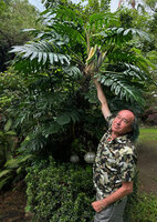 Patrick Blanc showing the leaves and inflorescences of Epipremnum pinnatum, Intramuros, Manila, Philippines, Jan. 2025