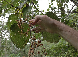 Patrick Blanc showing the long capsular fruits with longitudinal slits of Poikilogyne parviflora, Mokwam, 400 m asl, Manokwari, West Papua, May 2025