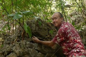 Patrick Blanc showing the long stems of Aglaonema simplex growing on a limestone boulder, Sai Yok NP, Kanchanaburi, Thailand, Dec 2015