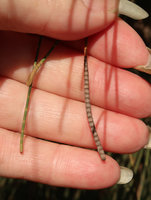 Patrick Blanc showing the male terminal spike inflorescences of Casuarina junghuhniana, Bromo caldera, Java, April 2018