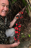 Patrick Blanc showing the mature hanging infructescence of Alpinia nutans with bright red berries, Seram, 800 m asl, Moluccas, April 2024