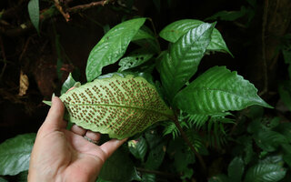 Patrick Blanc showing the mature sori of Christensenia aesculifolia, Gunung Mulu NP, Sarawak, Borneo, Sept. 2018