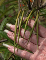 Patrick Blanc showing the maturing pods of Alstonia venenata, Chinnar WS, Kerala, India