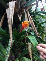 Patrick Blanc showing the mucilaginous substance dribbling out of the Guzmania musaica inflorescence in coastal swamp forest, Arusi, Nuqui, Choco, Colombia, Nov. 2016