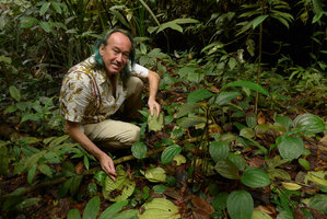 Patrick Blanc showing the natural leaf cuttings of Phyllagathis rotundifolia emitting numerous roots at the petiole injury, Harau valley, West Sumatra, Dec. 2016
