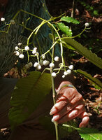 Patrick Blanc showing the pendulous infructescence of Psychotria baillonii with bright white baccate fruits, Sentier du Pont Tamanou, New Caledonia, Aug. 2023