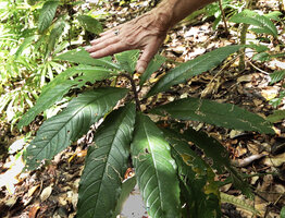 Patrick Blanc showing the perfect distribution of the leaves in a global disc thus avoiding  self shading, Cyrtandra sp. sect. Centrosiphon, Malagufuk, Sorong, Papua, May 2025