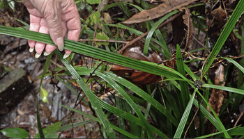 Patrick Blanc showing the plicate leaves and involucral bracts of Capitularina involucrata, Malagufuk, Sorong, Papua, May 2025