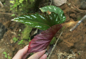 Patrick Blanc showing the purple lower leaf surface of Begonia mariachristinae, Putao, Kachin, Myanmar, Dec. 2017