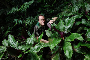 Patrick Blanc showing the purple lower surface of the leaves of Amischotolype monosperma, Perak, Malaysia, June 2015