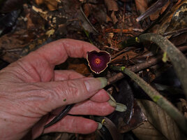 Patrick Blanc showing the purple white edged corolla of Thottea sp., probably a yet undescribed species, Bukit Bilit, Kinabatangan, Sabah, Borneo, July 2022