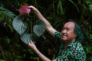 Patrick Blanc showing the red abaxial surface of the leaf in this brownish green leaved form of Begonia rieckei, Manusela NP, 800 m asl, Seram, Moluccas, April 2024