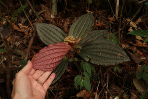 Patrick Blanc showing the red anthocyanic leaf undersurface of the brown form of Phyllagathis elliptica, Mt Kinabalu, Sabah, Borneo