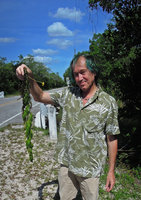 Patrick Blanc showing the rheophytic Utricularia foliosa, The Keys, Florida, April 2012