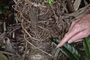 Patrick Blanc showing the roots of a neighboring tree squattering in upward spiral the humus accumulated by the Pandan leafy rosette, Port Boise, New Caledonia
