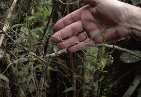 Patrick Blanc showing the roots of Robiquetia virescens covered by a bright white velamen, Maskeliya, Sri Lanka, Nov. 2024
