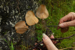 Patrick Blanc showing the rufous underside of Pyrrosia abbreviata sterile fronds, Maninjau lake area, West Sumatra, Dec. 2016