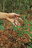 Patrick Blanc showing the shiny black barbed feeding roots of Cercestis blancii, Ebodje, Campo, Cameroon, March 2018