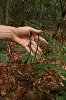 Patrick Blanc showing the shiny black barbed roots of the new Cercestis species, Ebodje, Campo, Cameroon, March 2018