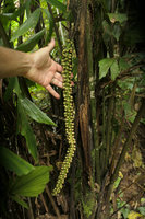 Patrick Blanc showing the single spike inflorescence of Caryota monostachya, Nam Cang, Sapa, Vietnam, Nov. 2017