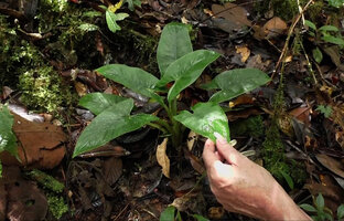 Patrick Blanc showing the small leaves of an adult Alocasia cf. wentii, Tari, 2000 m asl, Hela, Papua New Guinea, march 2016
