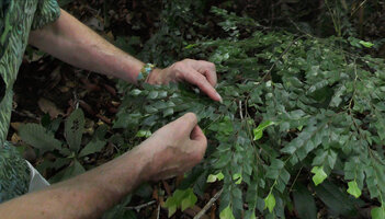 Patrick Blanc showing the small rhombic leaves of Diospyros subrhomboidea, Sepilok FR, Sabah, Borneo, July 2022