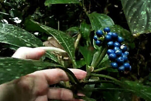 Patrick Blanc showing the stipules and the infructescence peduncles of the bright blue drupaceous fruits of Chassalia northiana, Penrissen Range, Kuching, Sarawak, Borneo, Oct. 2014