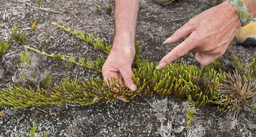Patrick Blanc showing the strobili at the top of the unbranched erect stems of Lycopodium (Palhinhaea) hydrophilum, Anggi Lakes, 2300 m asl, Arfak Mts, West Papua, May 2025