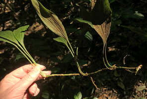 Patrick Blanc showing the succession of cataphylls and few foliage leaves along the stem of Peliosanthes cf. sinica, Ba Be NP, Vietnam, Nov. 2017