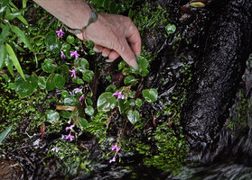 Patrick Blanc showing the thick succulent leaves of Impatiens acaulis on a permanently seeping rock, Maskeliya, Sri Lanka, Nov. 2024