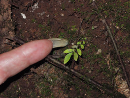 Patrick Blanc showing the tiny adult and fertile annual individual of Elatostema pusillum, Khao Sok, Thailand