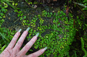 Patrick Blanc showing the tiny bathyphylls of Ficus disticha subsp. calodictya, Danau Wai Ela, Lima, Ambon, Moluccas, April 2024