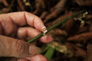 Patrick Blanc showing the tiny flower of Thottea parviflora, Khao Sok NP, Thailand, March 2017