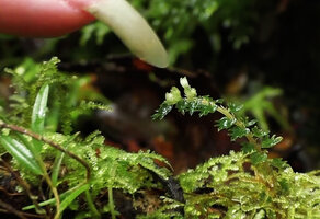 Patrick Blanc showing the tiny flowers of Elatostema tridens, Tari, 2000 m asl, Hela, Papua New Guinea, March 2016