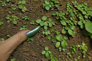 Patrick Blanc showing the tiny seedlings of Chirita sinensis, germinating on vertical substrate devoid of leaf litter and just covered by algae and mosses, the Peak, Hong Kong, Sept. 2016