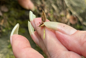 Patrick Blanc showing the tiny seeds emerging from the bivalved capsule of Ramonda myconi, Pyrenees, Andorra, July 2025