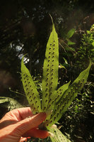 Patrick Blanc showing the upper frond surface of Phymatosorus membranifolius with the deeply raised protuberances enclosing the sunken sori, Sekar Langit waterfall, Magelang, Java, May 2018