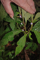 Patrick Blanc showing the very small campanulate flowers on inflorescence axis adnate to the petiole of Codonoboea lilacina, earth banks of Tahan river, Taman Negara, Malaysia, Sept. 2025