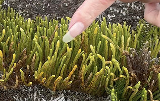 Patrick Blanc showing the weakly differenciated yellowish strobili at the top of the erect stems of Lycopodium (Palhinhaea) hydrophilum, Anggi Lakes, 2300 m asl, Arfak Mts, West Papua