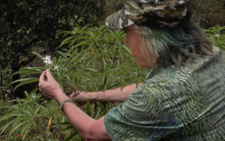 Patrick Blanc showing the white flowers of Alstonia venenata, Chinnar WS, Kerala, India, Jan. 2023