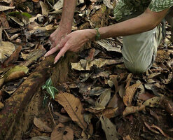 Patrick Blanc showing the white legged spider Heteropoda boiei under almost invisible under the white veined Sonerila maculata, Deramakot FR, Sabah, Borneo, July 2022