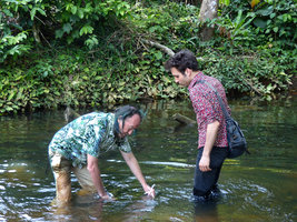 Patrick Blanc showing to Marc Jeanson the flower and submerged leaves of Crinum natans, Kribi, Cameroun, March 2018