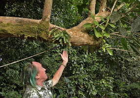 Patrick Blanc showing two epiphytic species growing side by side, Agrostophyllum stipulatum on the left and Medinilla macrophylla on the right, Danum Valley, Sabah, Borneo, July 2022