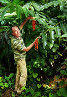 Patrick Blanc showing two hanging infructescences of Pleuranthodium peekelii, Kolombangara, Solomon Islands, Sept. 2019
