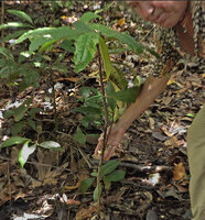 Patrick Blanc showing two small flowers along the lignified stem of a monocaulous cauliflorous Cyrtandra sp. sect. Centrosiphon, Malagufuk, Sorong, Papua, May 2025