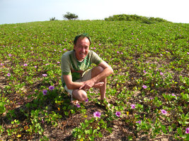 Patrick Blanc sitting among a population of the deeply bilobed leaves of Ipomoea pes-caprae ssp pes-caprae, Pondicherry, India, Dec. 2006.jpg