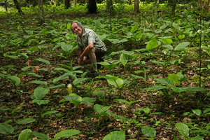 Patrick Blanc sitting among flowering Curcuma, Tham Thong Lang, Phang Nga, Thailand, June 2019